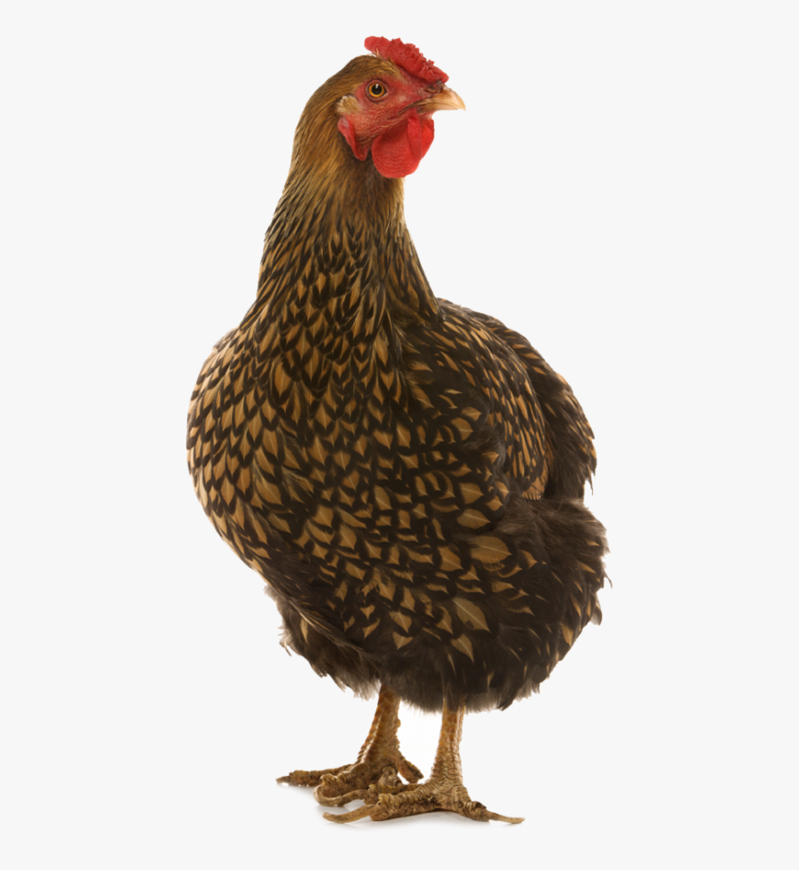 Clip Art Brownleghorn Create Pinterest Wyandotte - Golden Laced Wyandotte Chicken, Transparent Clipart