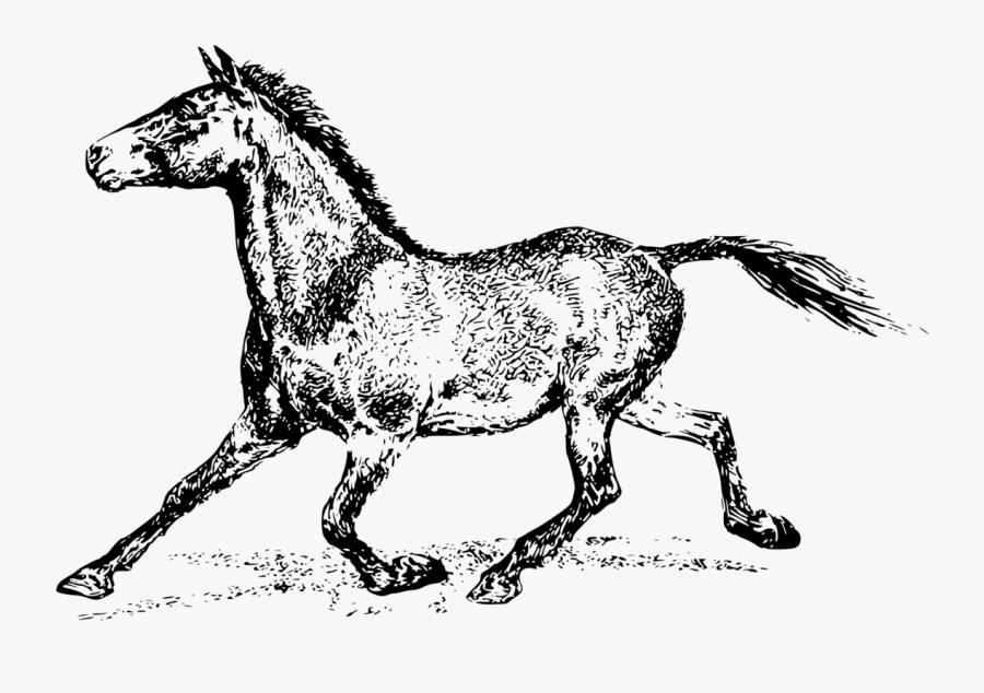Transparent Mule Head Clipart - Running Horse Gif Pdf, Transparent Clipart