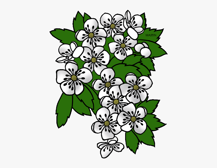United States Clip Art By Phillip Martin, Missouri - White Hawthorn Blossom Clipart, Transparent Clipart