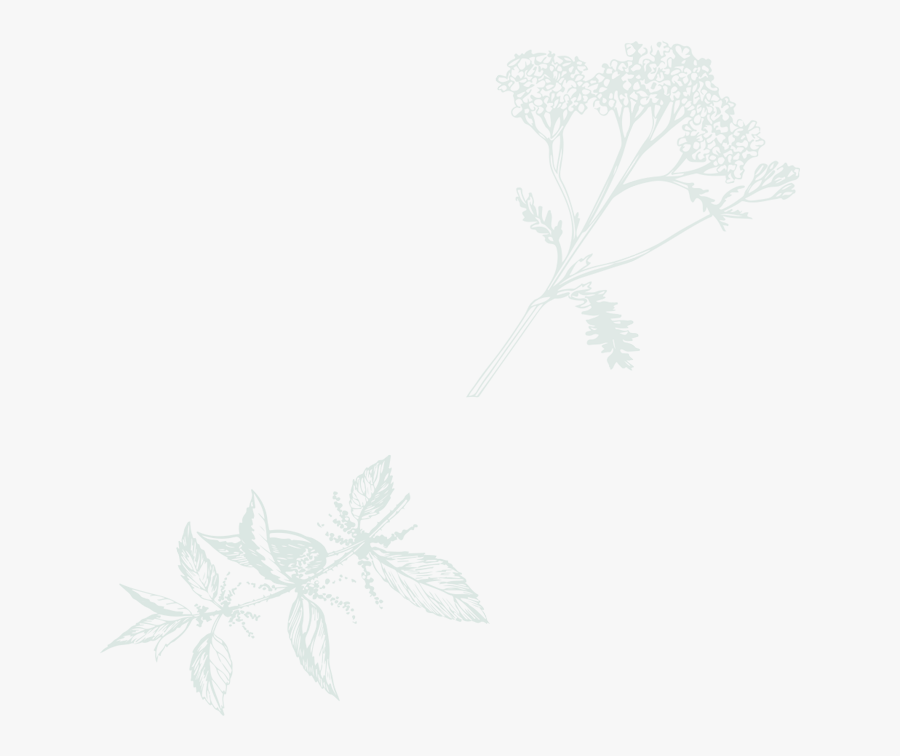 Wedding Flower - Drawing, Transparent Clipart