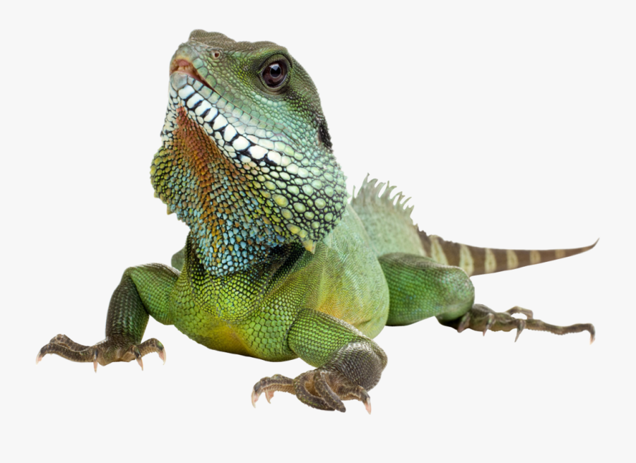 Iguana Png, Transparent Clipart