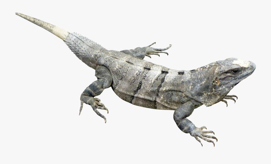 Iguana Png, Transparent Clipart