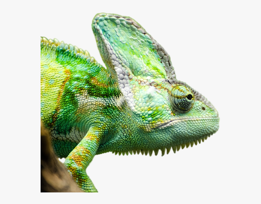 Good Facts About Chameleons, Transparent Clipart
