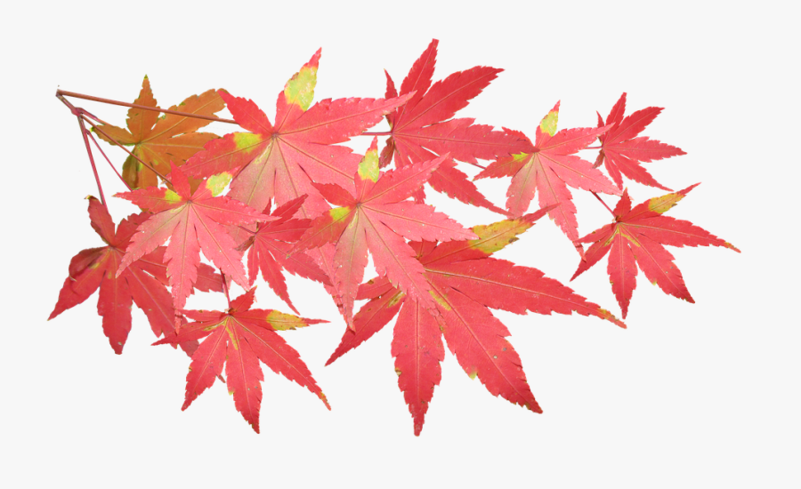 Clip Art Free Photo Nature Autumn - Maple Branch Png, Transparent Clipart