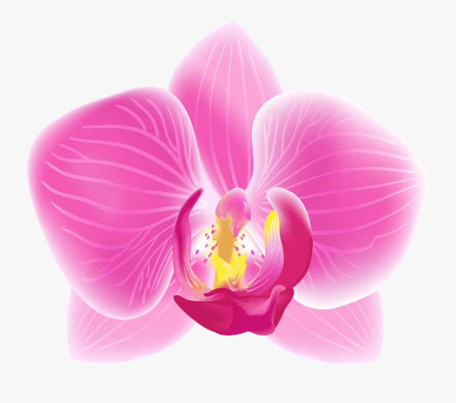 Pink Moth Orchid Transparent Png Clip Art Image - Portable Network Graphics, Transparent Clipart