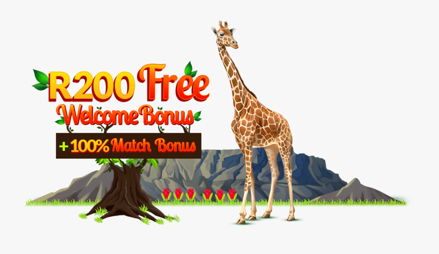 100% Match Bonus - Giraffe, Transparent Clipart