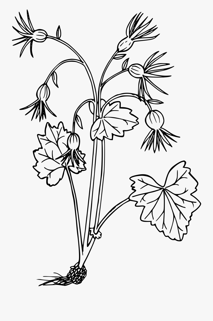 Oregon Bolandra Clip Arts - Wild Flower Icon, Transparent Clipart