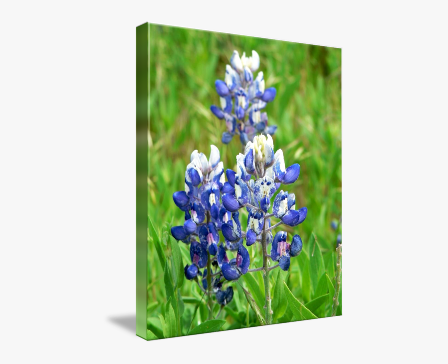 Clip Art Texas Wildflowers By Jacque - Texas Bluebonnet, Transparent Clipart