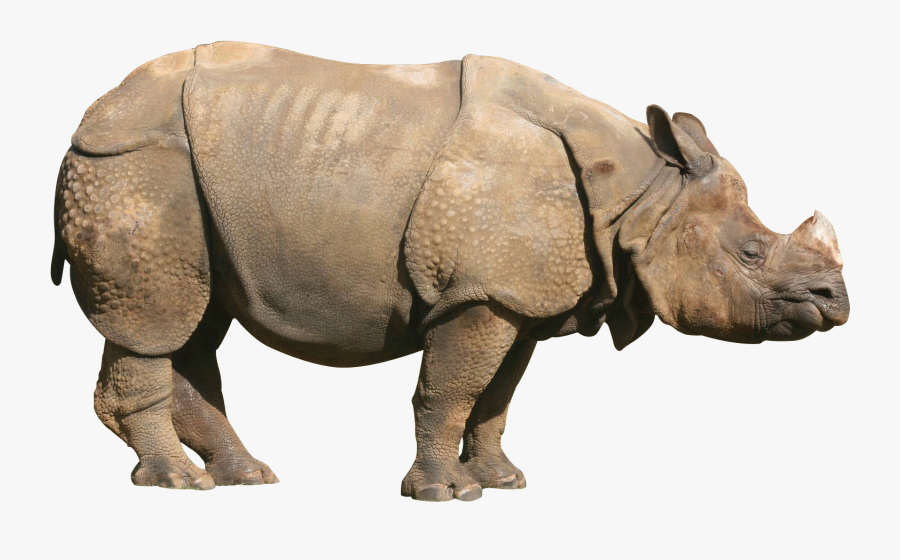 Download-rhinoceros - One Horned Rhino Png, Transparent Clipart