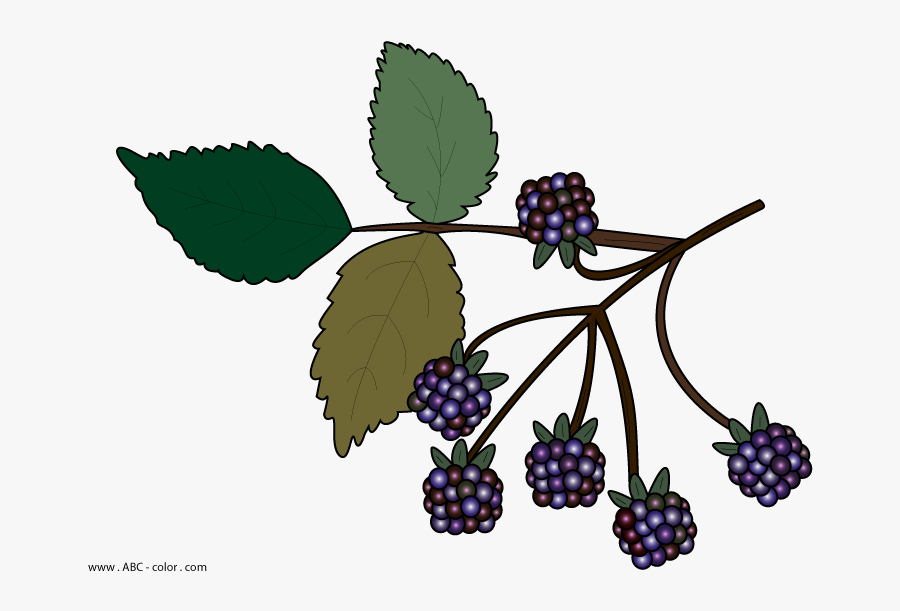 Blackberries Clipart No Background - Berries Clipart No Background, Transparent Clipart
