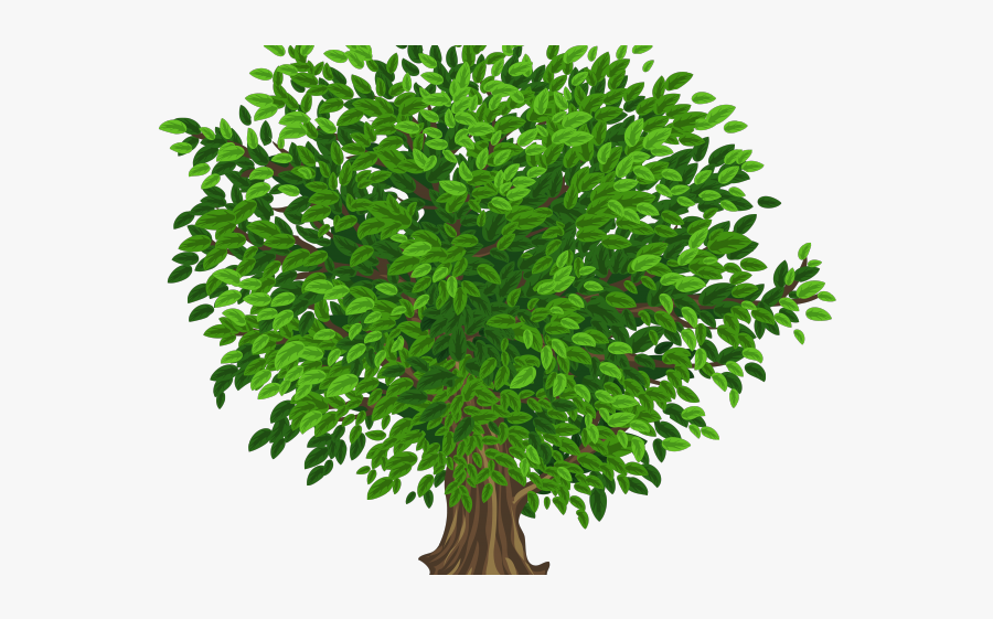 Tree Images Without Background, Transparent Clipart