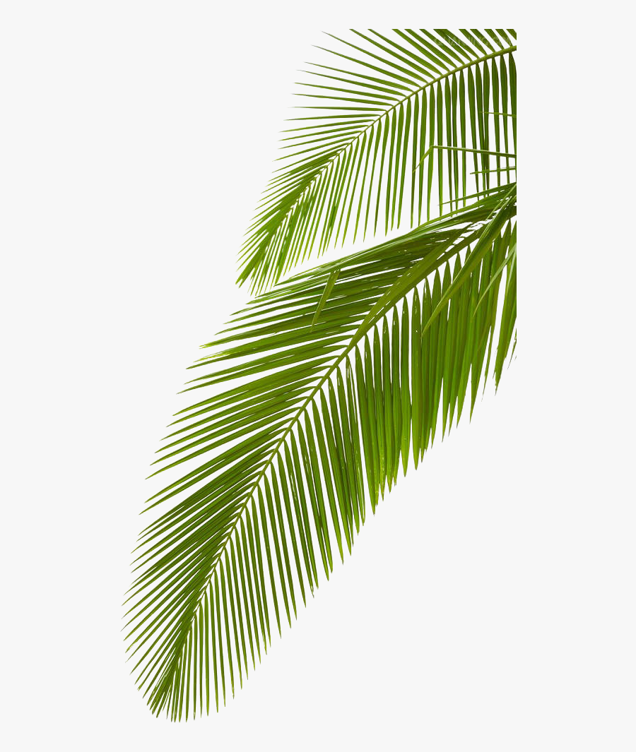 Leaf Photography Royalty-free Arecaceae Palm Branch - Palm Tree Leave Png, Transparent Clipart