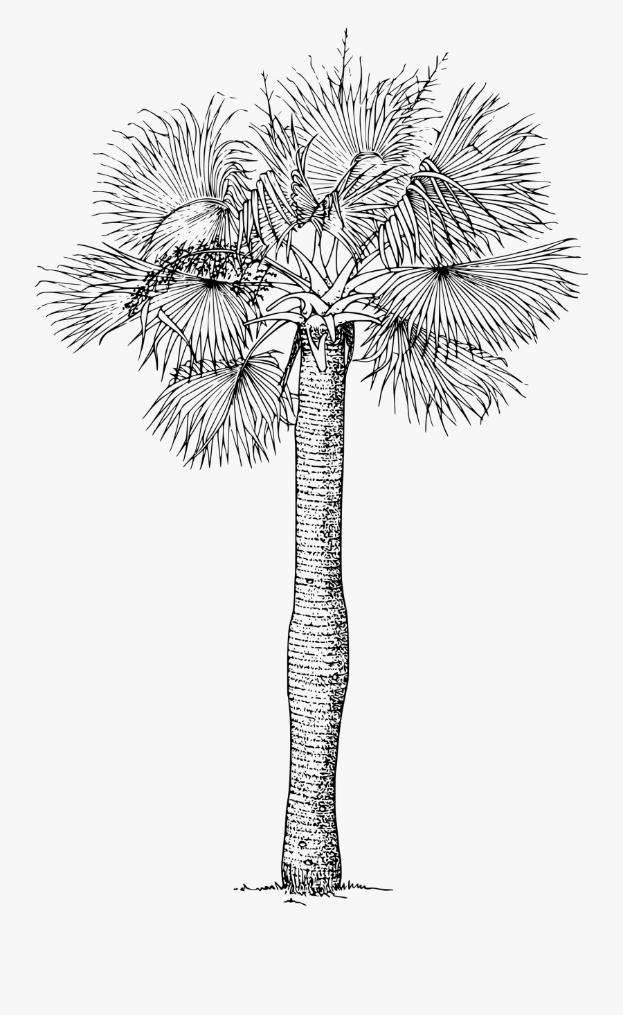 Puerto Rican Hat Palm Clip Arts - Black And White Picture Lontar Palm, Transparent Clipart