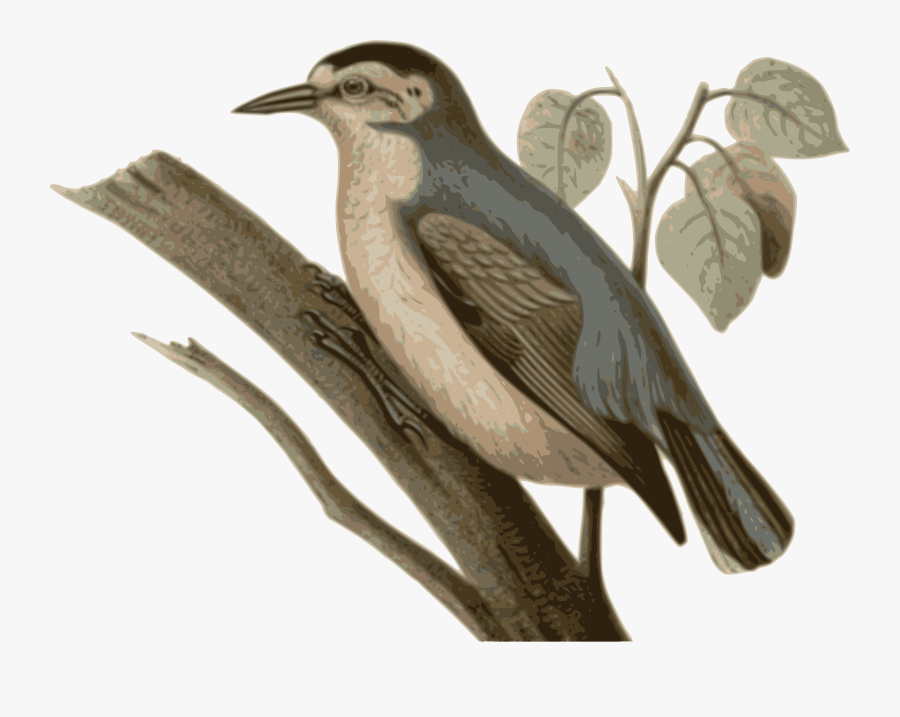 Beak,bird,cuculiformes - Feather, Transparent Clipart