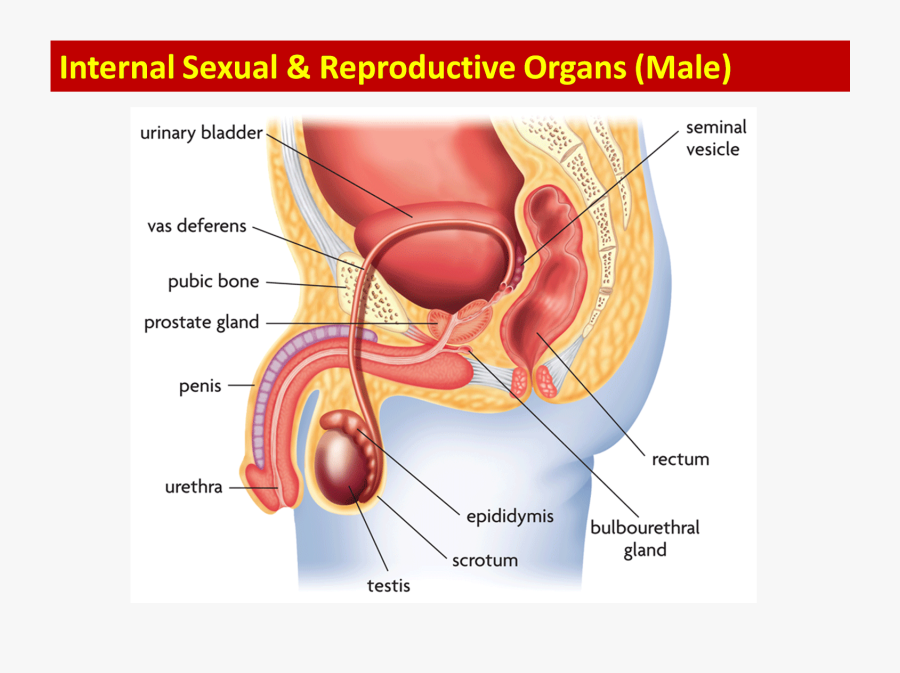 Transparent Respiratory System Clipart - Male Reproductive System Uterus, Transparent Clipart
