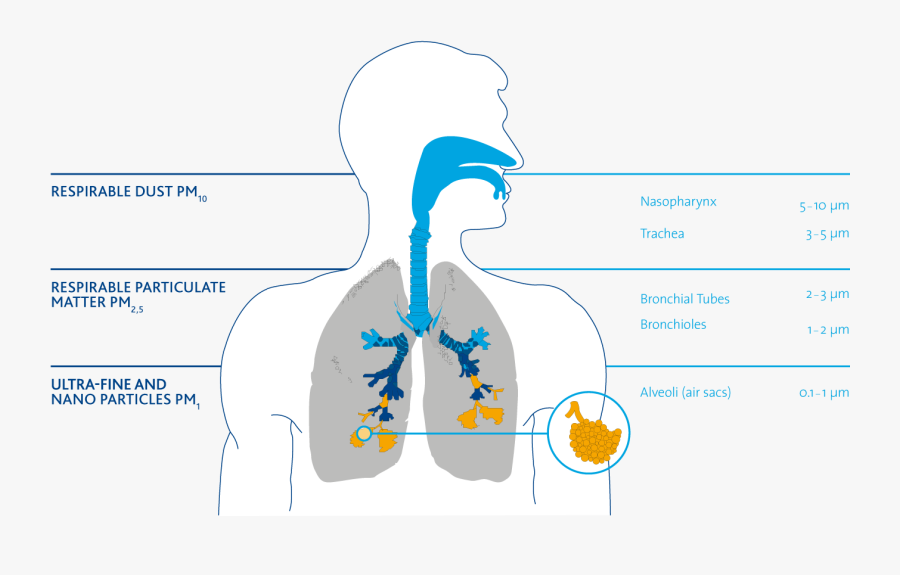 Particles In The Respiratory Tract - Polveri Nelle Vie Respiratorie ...