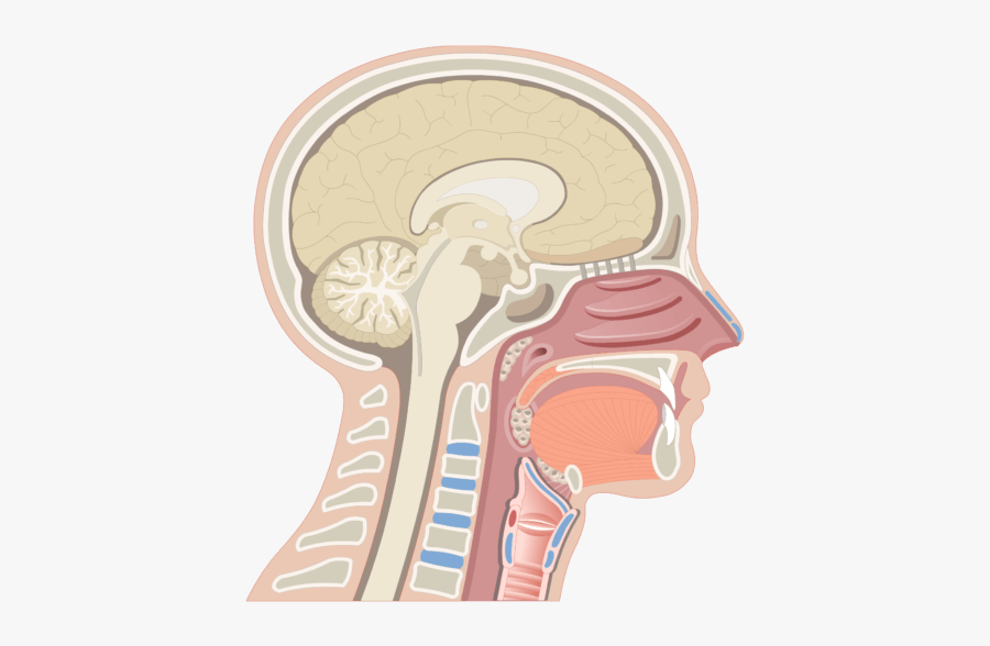 Midsagittal View Of The Nasal Cavity - Bipolar Neurons In Nose, Transparent Clipart