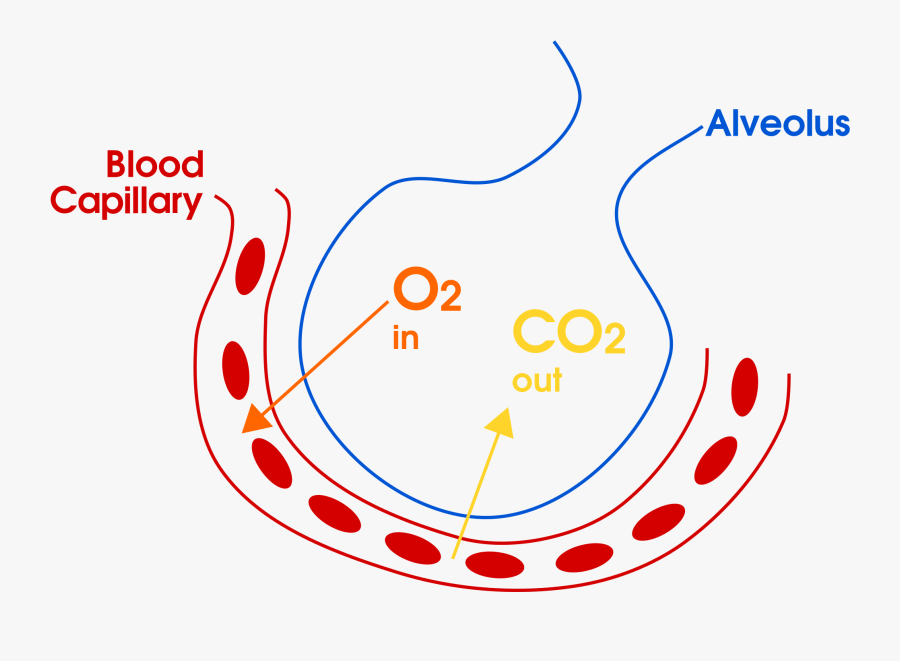 Alveoli Diagram Gas Exchange, Transparent Clipart