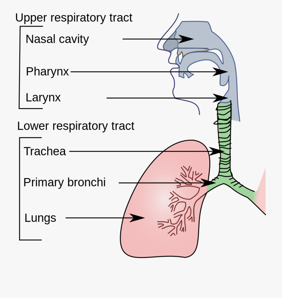 Respiratory System Organs, Transparent Clipart