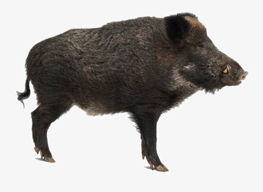 Boar Png Clipart - Wild Boar Side View, Transparent Clipart