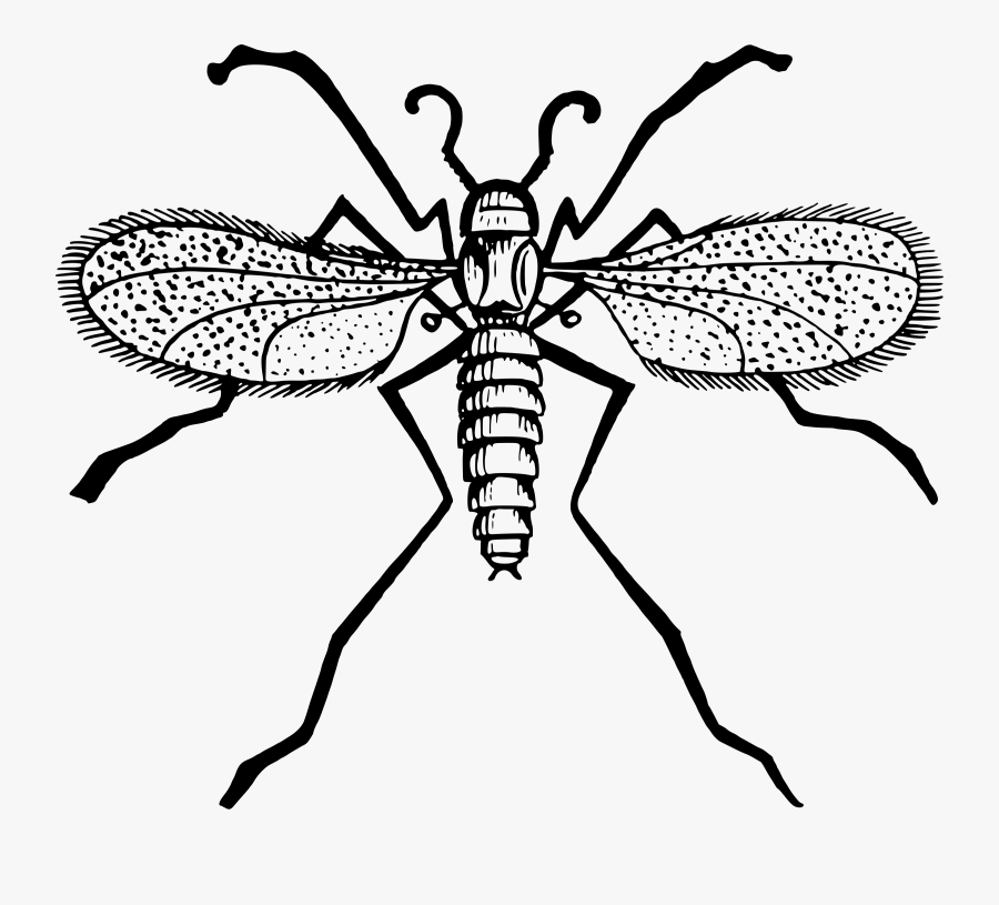 Icons Png Free And Downloads - Gnat Clipart Black And White, Transparent Clipart