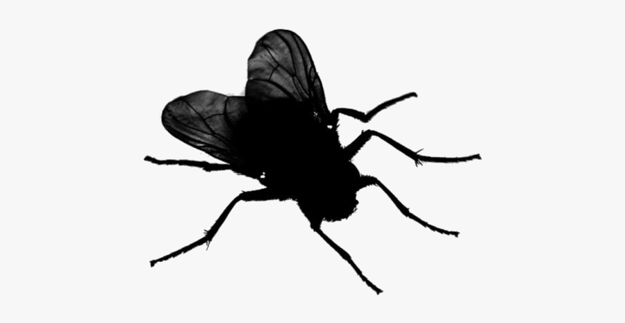 Fly Insect Png Image With Transparent Background - Flies Transparent, Transparent Clipart